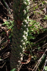 (c) Karen Eichholz, some rights reserved (CC BY) Euphorbia clava, photograph (c) Karen Eichholz, some rights reserved (CC BY)