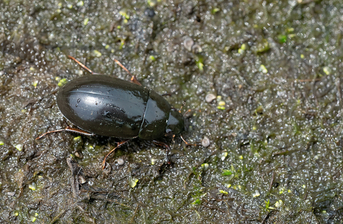 Lesser Silver Water Beetle, Nationaal Park De Loonse En Drunense Duinen, NL-NB-TI, NL-NB, NL, photo 10 of 10