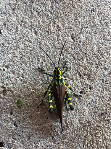 Soldier Grasshopper