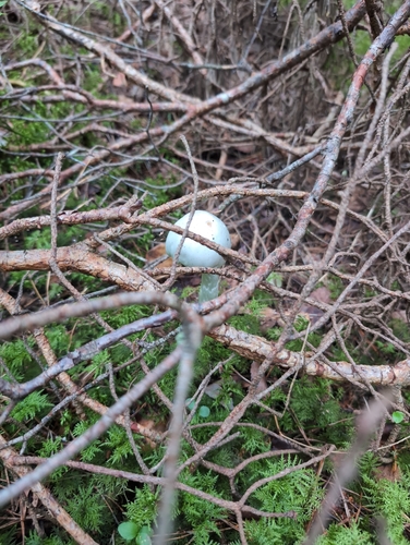 European Destroying Angel