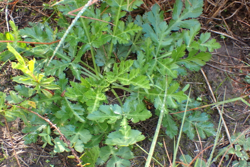 Lichtensteinia interrupta