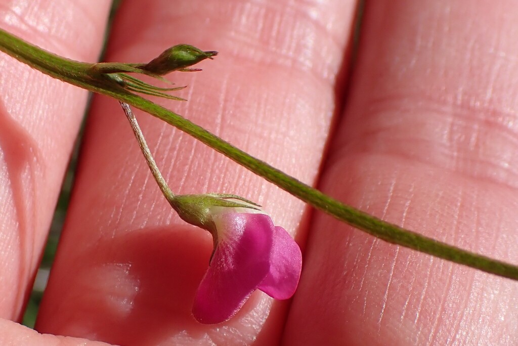 Tephrosia capensis; photograph (c) Karen Eichholz, some rights reserved (CC BY)