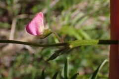 (c) Karen Eichholz, some rights reserved (CC BY) Tephrosia capensis, photograph (c) Karen Eichholz, some rights reserved (CC BY)