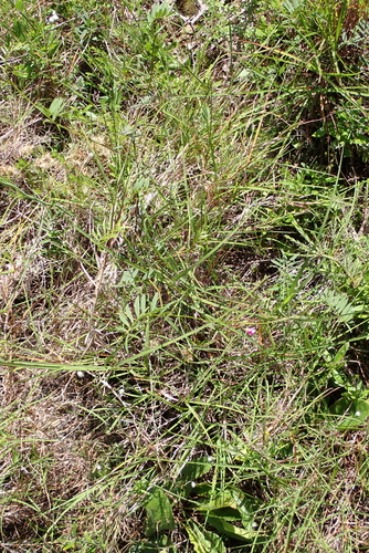 Tephrosia capensis, photograph 1