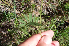 (c) Karen Eichholz, some rights reserved (CC BY) Tephrosia capensis, photograph (c) Karen Eichholz, some rights reserved (CC BY)