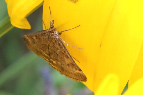 Olivbrauner Zünsler