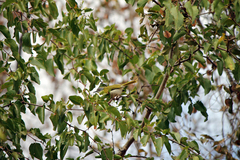 Apalis flavida