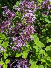 Syringa meyeri