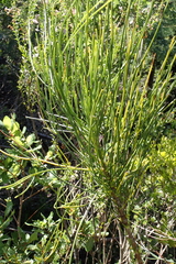 Anginon difforme