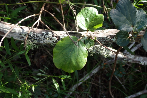 Trimeria grandifolia