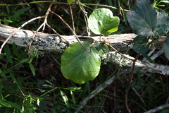 Trimeria grandifolia