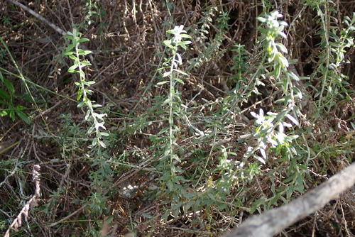 Helichrysum cymosum, photograph 6