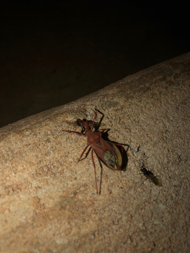 Montina confusa