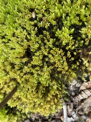 Mnium lycopodioides