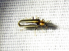 Rhagonycha scitula
