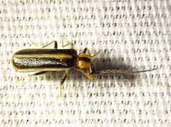 Rhagonycha scitula