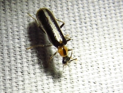 Rhagonycha scitula