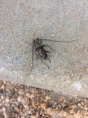 Elaphidion mucronatum