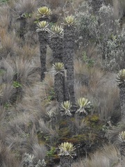 Espeletia hartwegiana