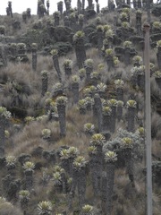 Espeletia hartwegiana