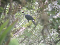 Oreophasis derbianus