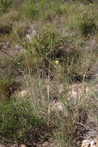 Melinis nerviglumis, photograph 1