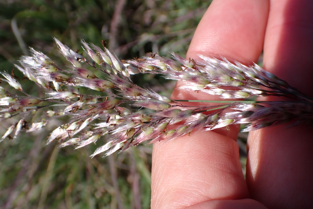 Melinis nerviglumis; photograph (c) Karen Eichholz, some rights reserved (CC BY)