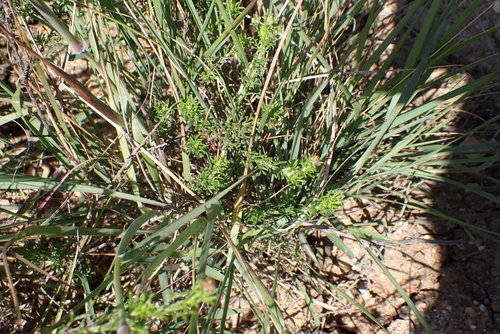 Melinis nerviglumis, photograph 2