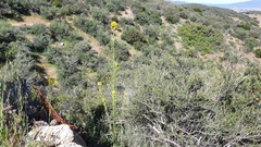 Erysimum capitatum capitatum