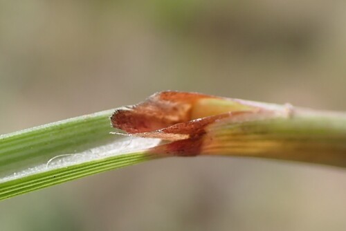 Melinis nerviglumis, photograph 4