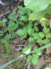 Xanthorhiza simplicissima