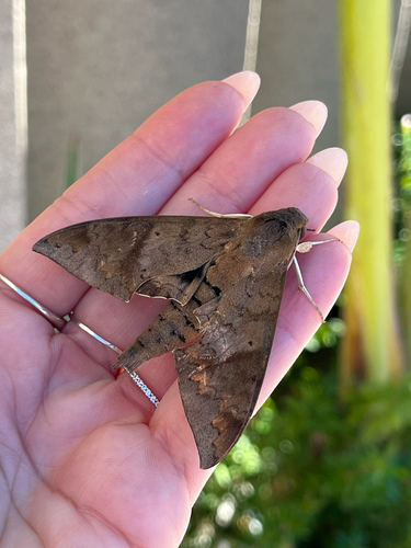 Lesser Ficus Sphinx