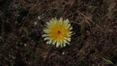 Malacothrix californica