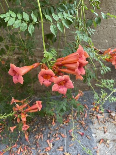 American trumpet vine