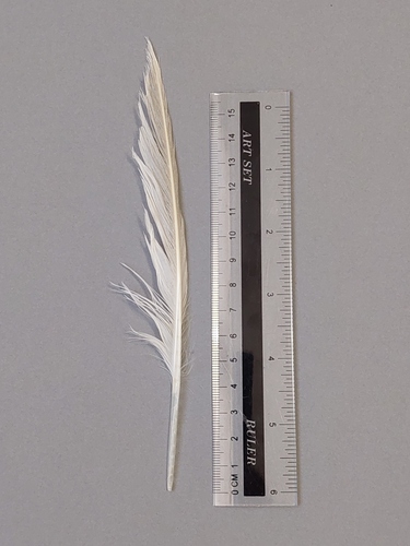 Plume de Mouette mélanocéphale