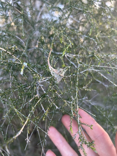 Melaleuca irbyana, 2026-08-08