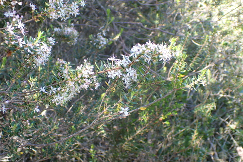 Agathosma ovata, photograph 6