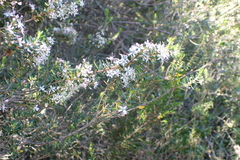 Agathosma ovata, photograph (c) Karen Eichholz, some rights reserved (CC BY)