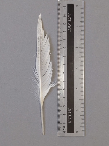Plume de Mouette mélanocéphale