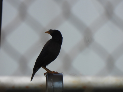 Acridotheres javanicus
