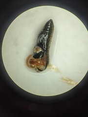 Hesperarion hemphilli