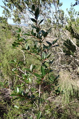 Apodytes dimidiata