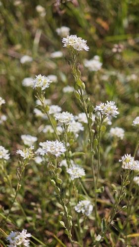 hoary alyssum
