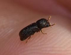 Prostephanus punctatus