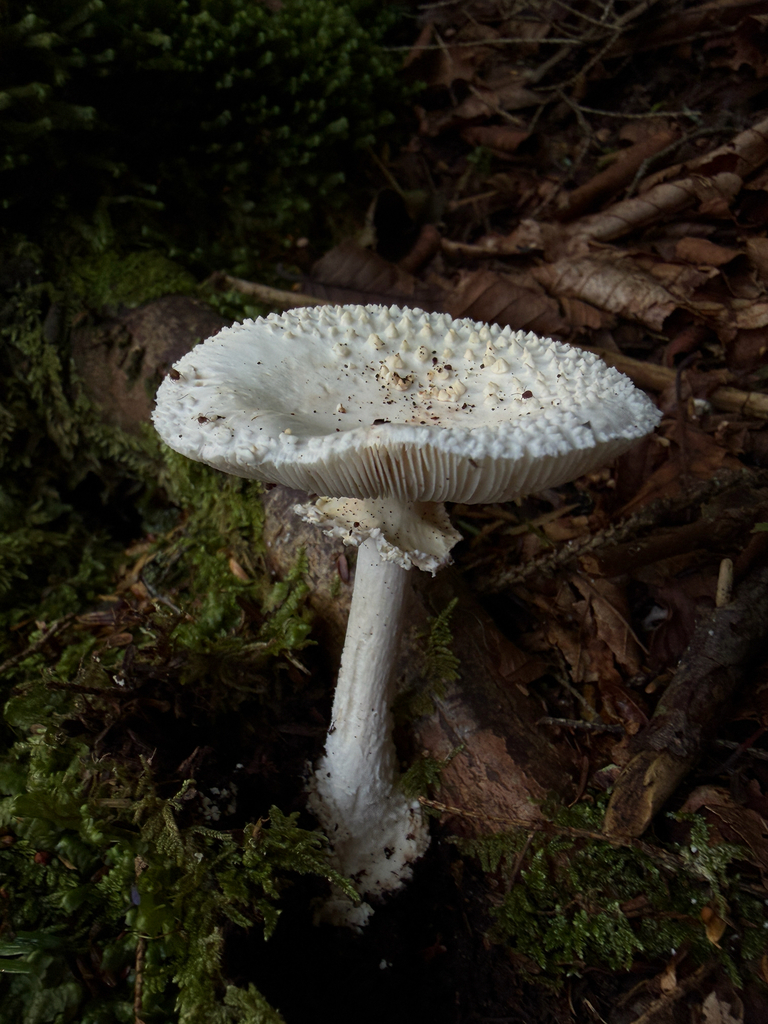 American Abrupt-bulbed Lepidella · August 2026 · photo: Photo: (c) Nat Gorka, some rights reserved (CC BY) · iNaturalist