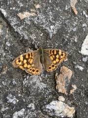 Pararge aegeria