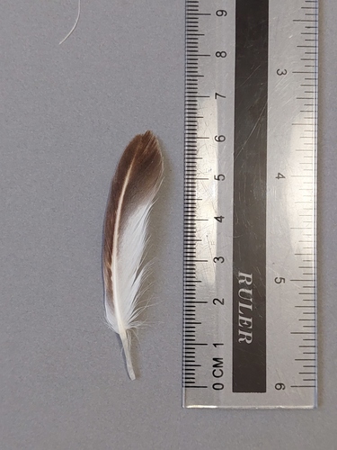Plume de Mouette mélanocéphale