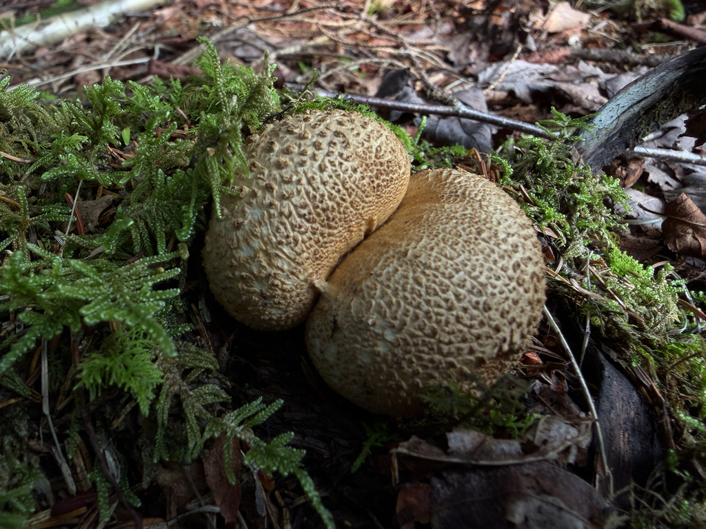 common earthball · August 2026 · photo: Photo: (c) Nat Gorka, some rights reserved (CC BY) · iNaturalist