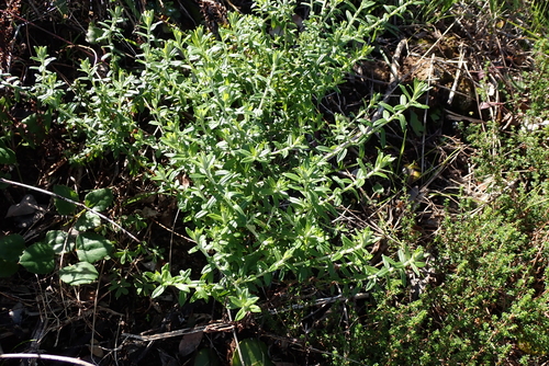 Helichrysum cymosum, photograph 5