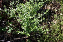 Helichrysum cymosum, photograph (c) Karen Eichholz, some rights reserved (CC BY)